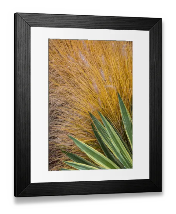 Framed Print : USA, Washington State, Lemolo. Close-up of garden plants in autumn