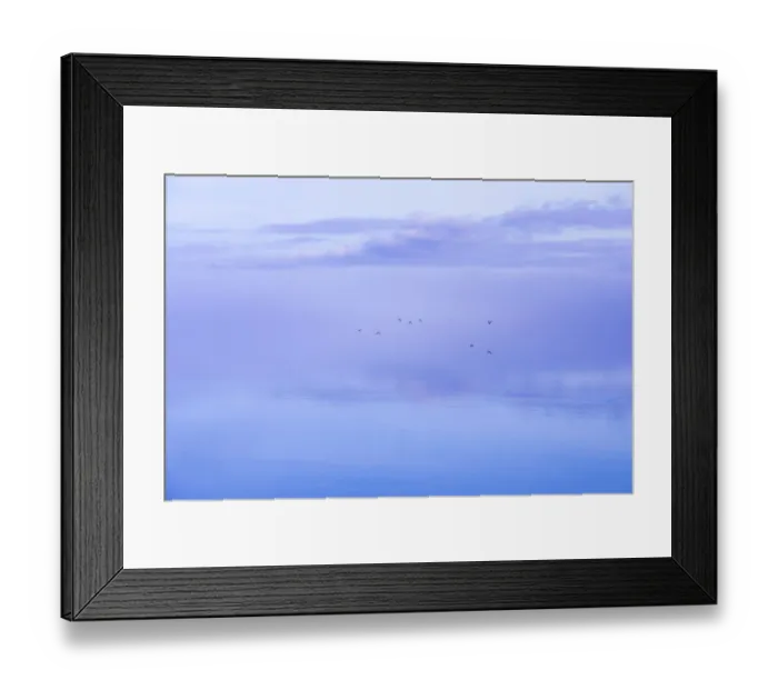 Framed Print : USA, Washington State, Seabeck. Ducks flying over Hood Canal