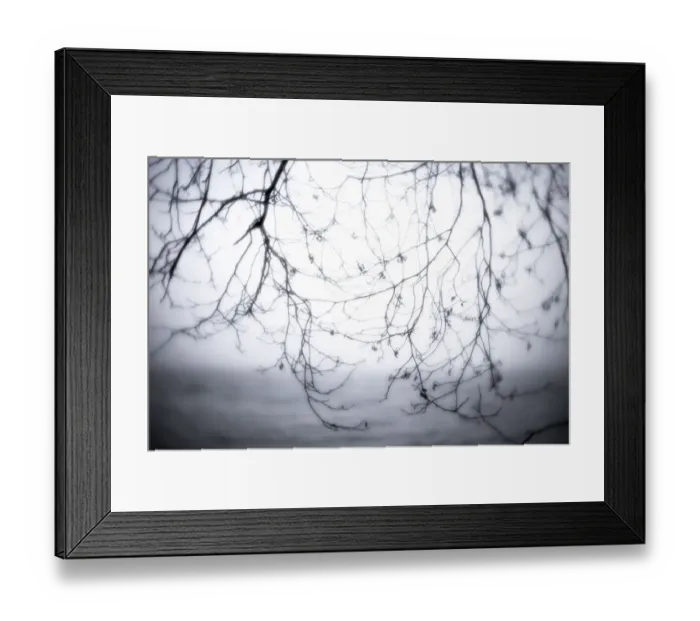 Framed Print : USA, Washington State, Seabeck. Alder branches in winter and Hood Canal Framed Print : USA, Washington State, Seabeck. Alder branches in winter and Hood Canal