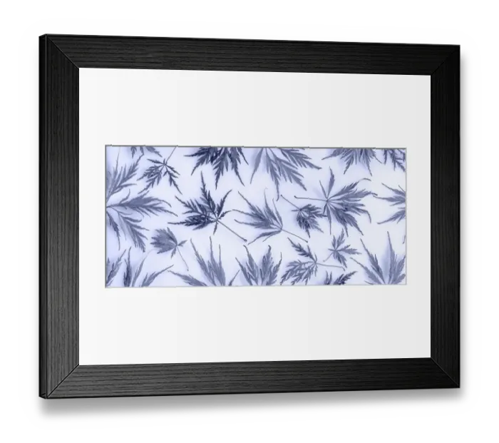 Framed Print : USA, Washington State, Seabeck. Panoramic of lace leaf maple leaves