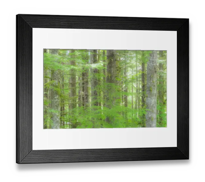 Framed Print : USA, Washington State. Hump tulips Hemlock evergreen forest Framed Print : USA, Washington State. Hump tulips Hemlock evergreen forest