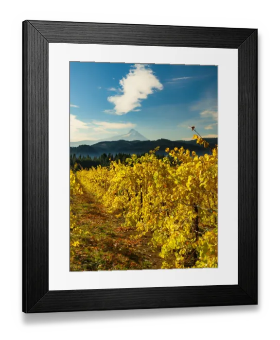 Framed Print : USA, Washington State, Stevenson. Morning light on the changing fall colors of a Columbia Framed Print : USA, Washington State, Stevenson. Morning light on the changing fall colors of a Columbia