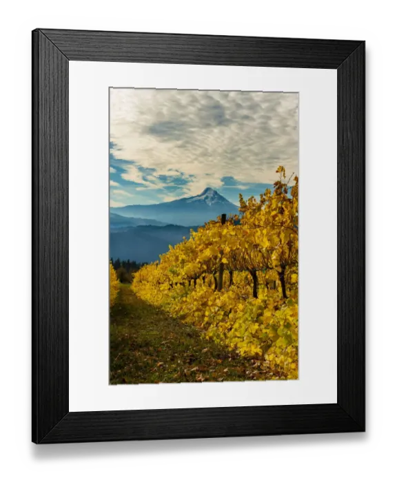 Framed Print : USA, Washington State, Stevenson. Morning light on the changing fall colors of a Columbia