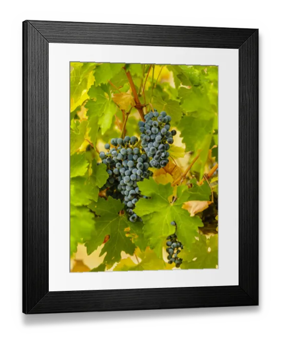 Framed Print : USA, Washington State, Red Mountain. Clusters of Syrah grapes in Yakima Valley vineyard Framed Print : USA, Washington State, Red Mountain. Clusters of Syrah grapes in Yakima Valley vineyard