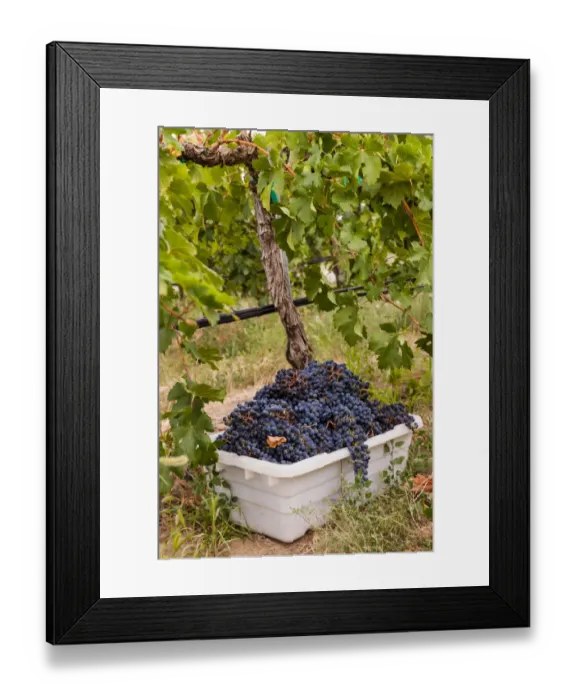 Framed Print : USA, Washington State, Pasco. A bin of merlot grapes at harvest Framed Print : USA, Washington State, Pasco. A bin of merlot grapes at harvest