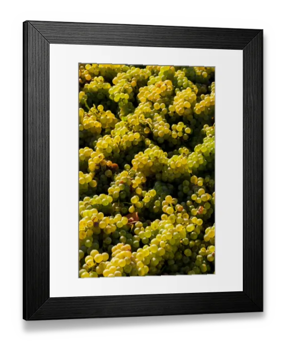 Framed Print : USA, Washington State, Red Mountain. Bin of Sauvignon Blanc grapes from Quintessence Framed Print : USA, Washington State, Red Mountain. Bin of Sauvignon Blanc grapes from Quintessence