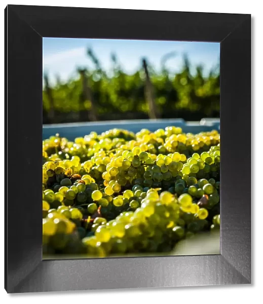 USA, Washington State, Red Mountain. Bin of Sauvignon Blanc grapes from Quintessence