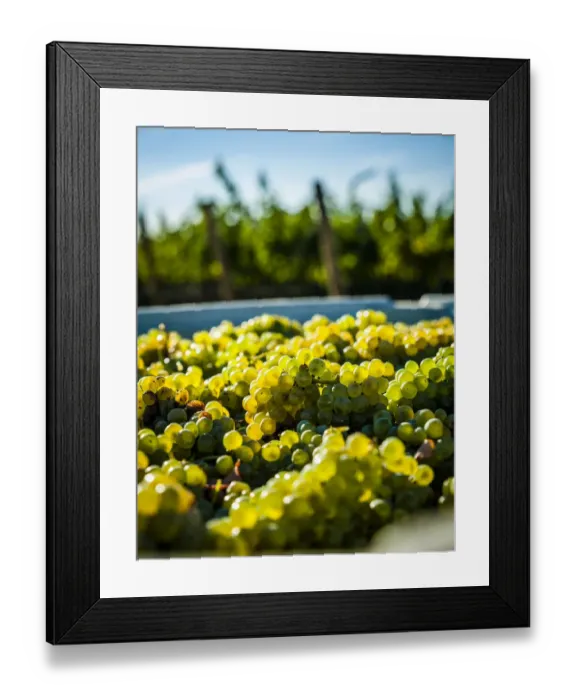 Framed Print : USA, Washington State, Red Mountain. Bin of Sauvignon Blanc grapes from Quintessence Framed Print : USA, Washington State, Red Mountain. Bin of Sauvignon Blanc grapes from Quintessence