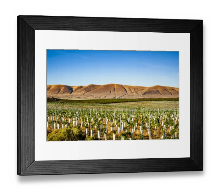 Framed Print : USA, Washington State, Red Mountain. New vine planting in a vineyard on Red Mountain Framed Print : USA, Washington State, Red Mountain. New vine planting in a vineyard on Red Mountain