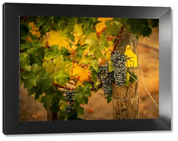 USA, Washington State, Red Mountain. Cabernet Sauvignon grapes