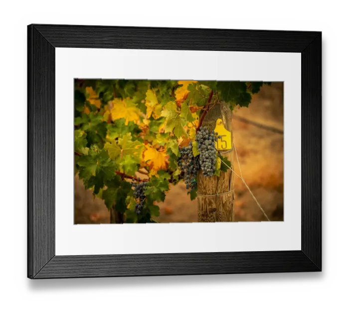 Framed Print : USA, Washington State, Red Mountain. Cabernet Sauvignon grapes Framed Print : USA, Washington State, Red Mountain. Cabernet Sauvignon grapes
