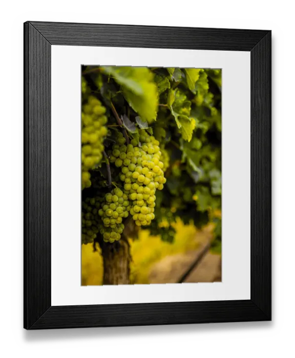 Framed Print : USA, Washington State, Pasco. Clusters of Sauvignon Blanc grapes Framed Print : USA, Washington State, Pasco. Clusters of Sauvignon Blanc grapes