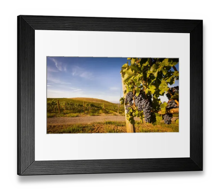 Framed Print : USA, Washington State, Yakima Valley. Clusters of Cabernet Sauvignon at Yakima Valley