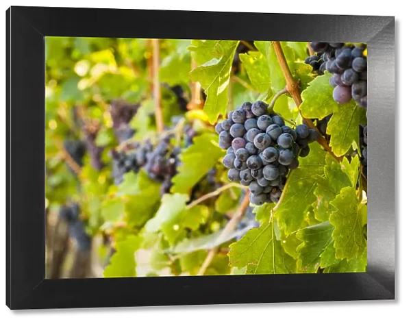USA, Washington State, Yakima Valley. Clusters of Grenache grapes in a Yakima Valley