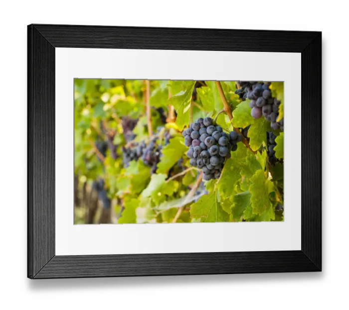 Framed Print : USA, Washington State, Yakima Valley. Clusters of Grenache grapes in a Yakima Valley Framed Print : USA, Washington State, Yakima Valley. Clusters of Grenache grapes in a Yakima Valley
