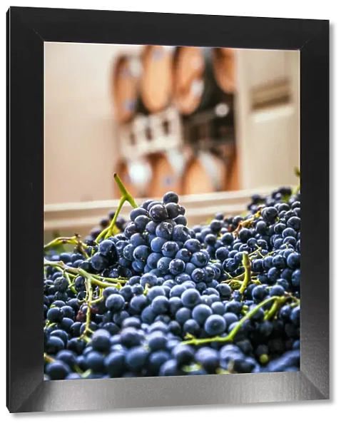 USA, Washington State, Woodinville. Clusters of Cabernet Sauvignon sit in bins in a