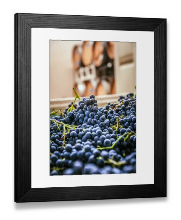 Framed Print : USA, Washington State, Woodinville. Clusters of Cabernet Sauvignon sit in bins in a Framed Print : USA, Washington State, Woodinville. Clusters of Cabernet Sauvignon sit in bins in a