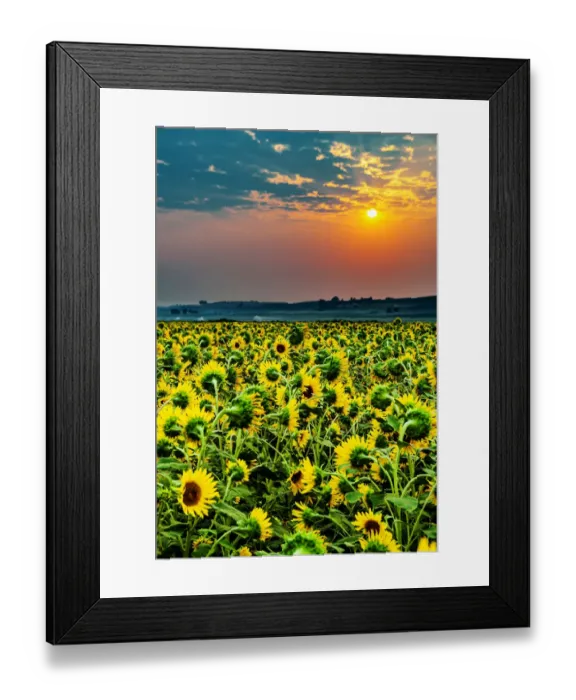Framed Print : USA, Washington State, Pasco. Misty dawn morning on a sunflower field Framed Print : USA, Washington State, Pasco. Misty dawn morning on a sunflower field