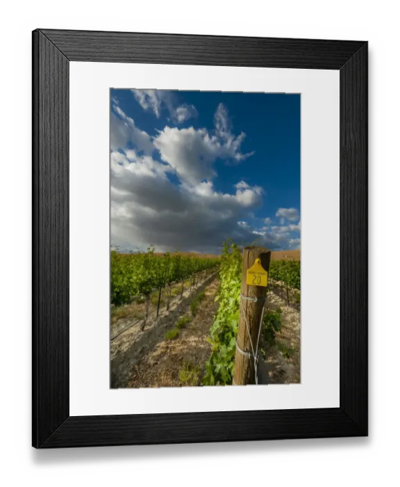 Framed Print : USA, Washington State, Red Mountain. Moring sun on row of Cabernet Sauvignon in a Red Framed Print : USA, Washington State, Red Mountain. Moring sun on row of Cabernet Sauvignon in a Red