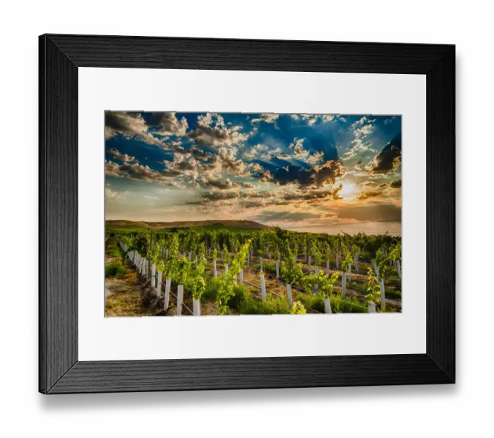 Framed Print : USA, Washington State, Yakima Valley. Sunrise on a Red Mountain vineyard
