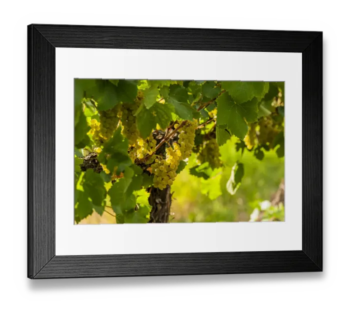 Framed Print : USA, Washington State, Pasco. Clusters of Sauvignon Blanc grapes Framed Print : USA, Washington State, Pasco. Clusters of Sauvignon Blanc grapes