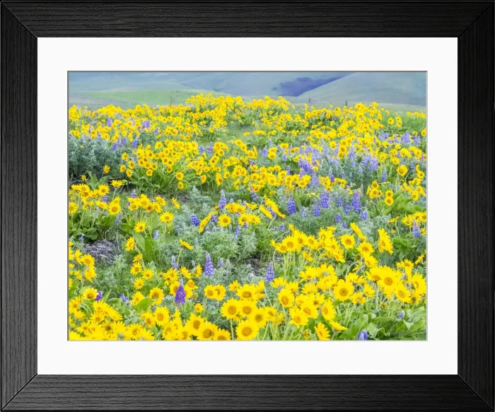Framed Print : USA, Washington State, Dalles Mountain State Park springtime blooming Lupine