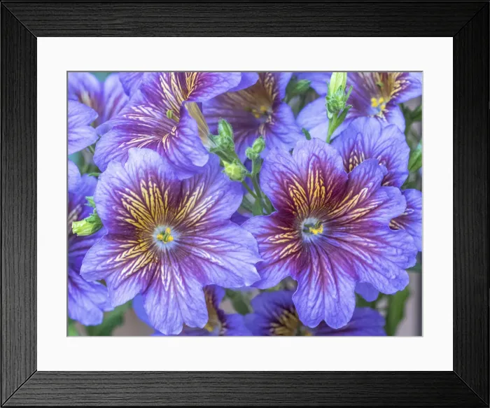 Framed Print : USA, Washington State, Sammamish, Painted tongue flowering during the summer months