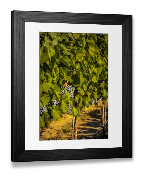 Framed Print : USA, Washington State, Zillah. Harvest of rows of Cabernet Sauvignon in a Yakima Valley Framed Print : USA, Washington State, Zillah. Harvest of rows of Cabernet Sauvignon in a Yakima Valley