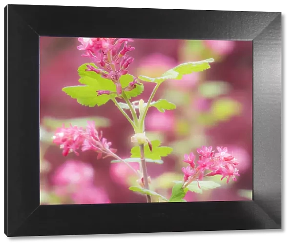 USA, Washington State, Sammamish, spring flowering Currant