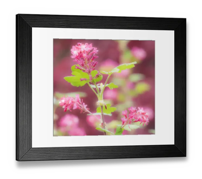 Framed Print : USA, Washington State, Sammamish, spring flowering Currant