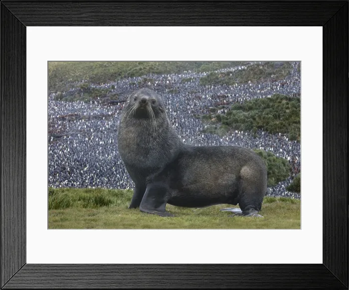 Framed Print : Antarctica, St. George Island. Fur seal close-up and thousands of king penguins in