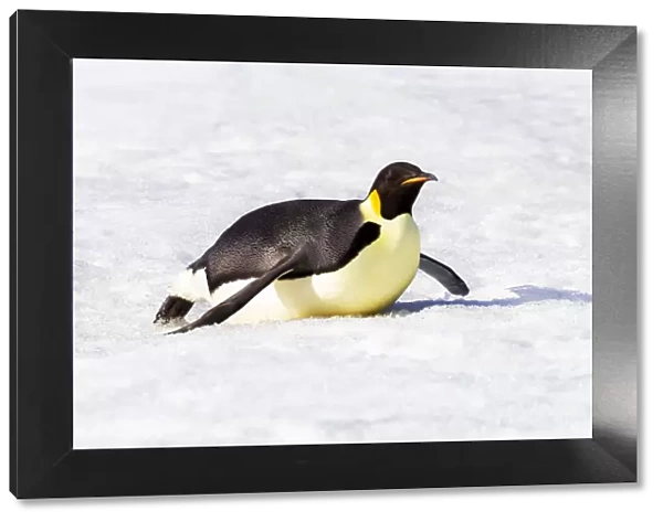 Antarctica, Snow Hill. An emperor penguin propels itself on its belly with its feet to