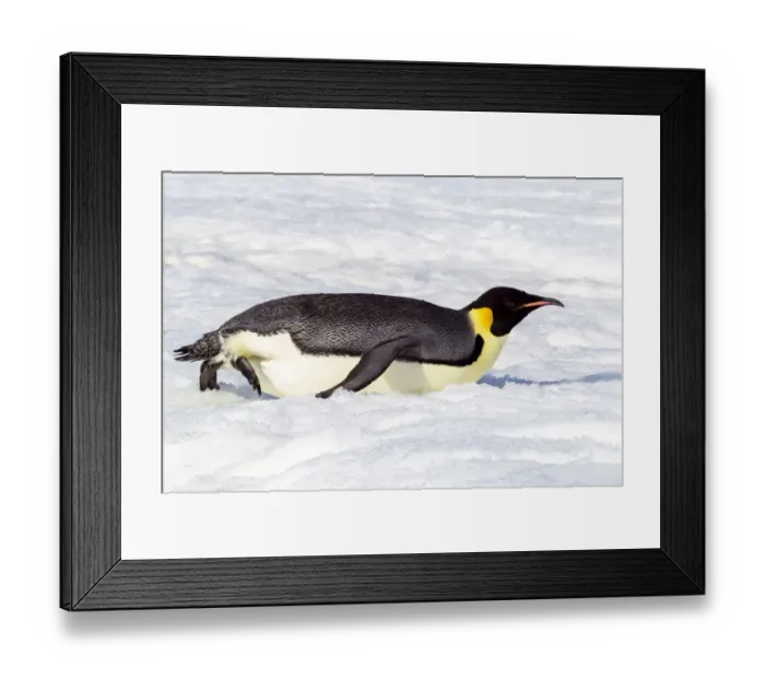 Framed Print : Antarctica, Snow Hill. An emperor penguin propels itself on its belly with its feet to