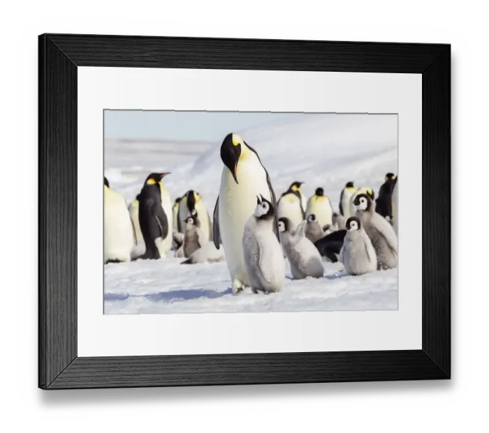 Framed Print : Antarctica, Snow Hill. An emperor penguin chick begs for food from an adult Framed Print : Antarctica, Snow Hill. An emperor penguin chick begs for food from an adult