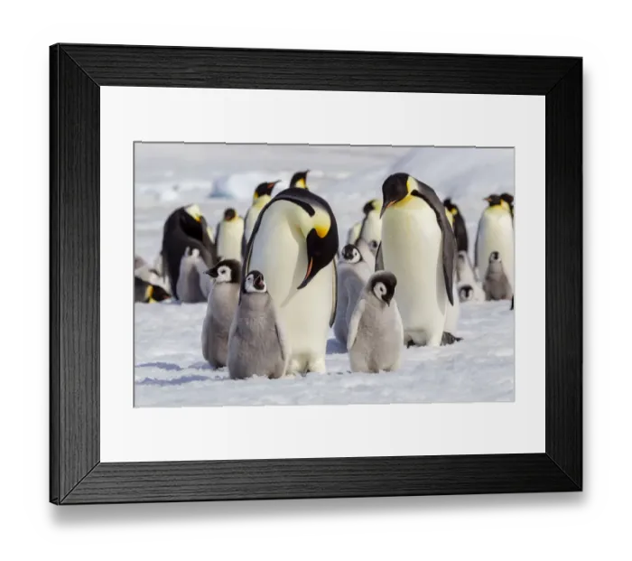Framed Print : Antarctica, Snow Hill. Emperor penguin chicks stand near an adult in the hopes of being Framed Print : Antarctica, Snow Hill. Emperor penguin chicks stand near an adult in the hopes of being