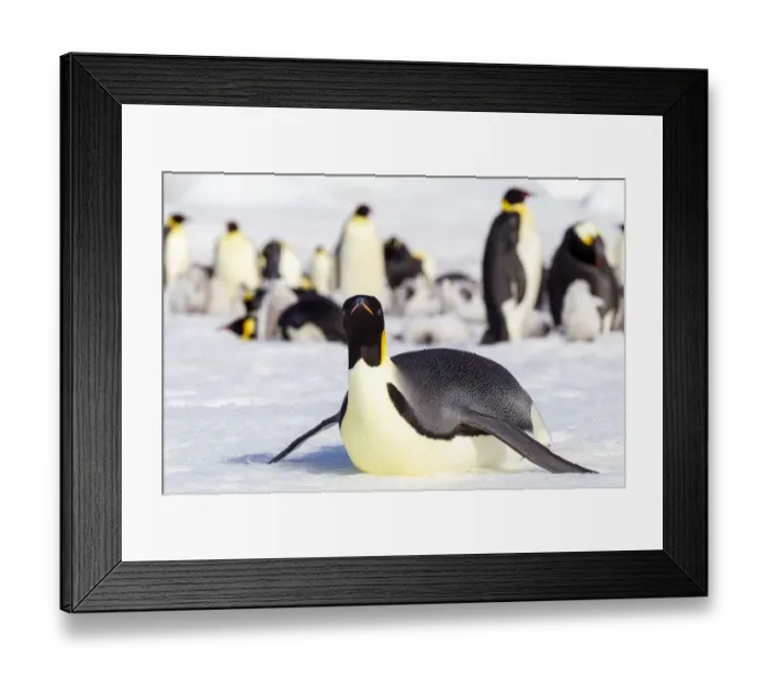 Framed Print : Antarctica, Snow Hill. An emperor penguin adult lies in the snow at the edge of