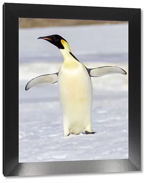 Antarctica, Snow Hill. An emperor penguin adult stands by itself vocalizing