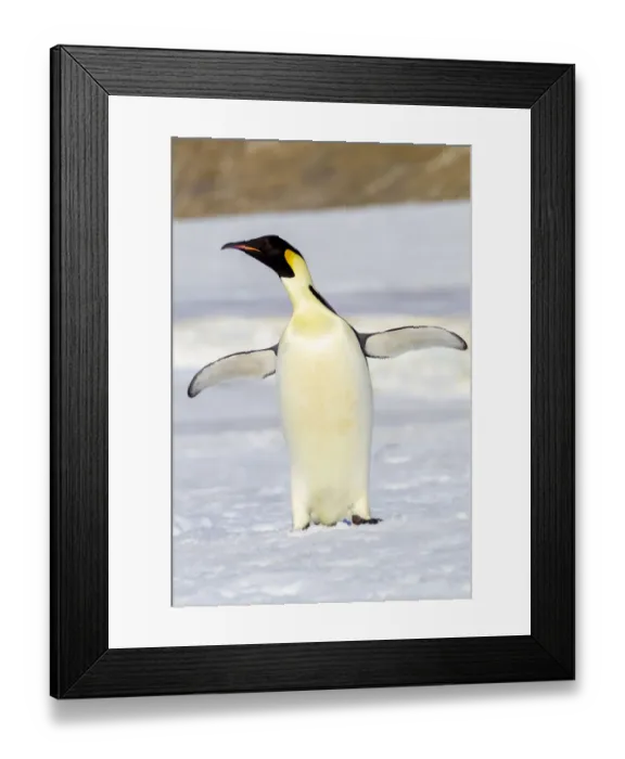 Framed Print : Antarctica, Snow Hill. An emperor penguin adult stands by itself vocalizing