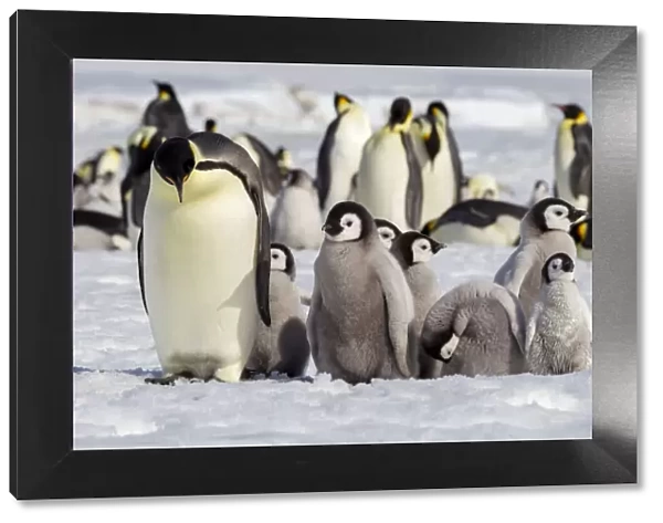 Antarctica, Snow Hill. A group of emperor penguin chicks huddle near