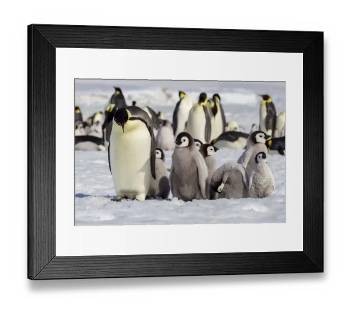 Framed Print : Antarctica, Snow Hill. A group of emperor penguin chicks huddle near Framed Print : Antarctica, Snow Hill. A group of emperor penguin chicks huddle near