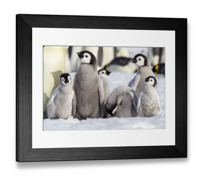 Framed Print : Antarctica, Snow Hill. A group of emperor penguin chicks huddle together which emphasizes Framed Print : Antarctica, Snow Hill. A group of emperor penguin chicks huddle together which emphasizes