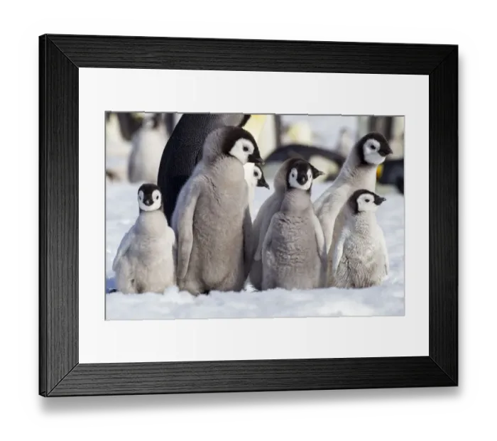 Framed Print : Antarctica, Snow Hill. A group of emperor penguin chicks huddle together which emphasizes