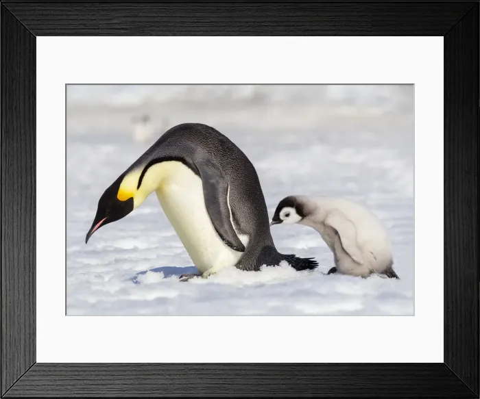 Framed Print : Antarctica, Snow Hill. A young chick trudges behind an adult emperor penguin Framed Print : Antarctica, Snow Hill. A young chick trudges behind an adult emperor penguin