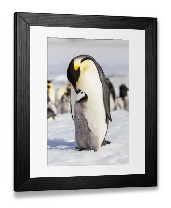 Framed Print : Antarctica, Snow Hill. An emperor penguin chick interacts with its parent Framed Print : Antarctica, Snow Hill. An emperor penguin chick interacts with its parent