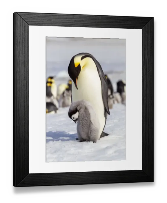 Framed Print : Antarctica, Snow Hill. An emperor penguin chick interacts with its parent Framed Print : Antarctica, Snow Hill. An emperor penguin chick interacts with its parent