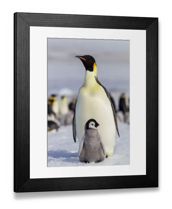 Framed Print : Antarctica, Snow Hill. An emperor penguin chick interacts with its parent