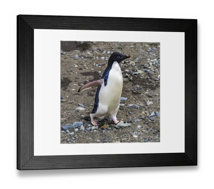 Framed Print : Adelie Penguin in Frei Station South Shetland Islands, Antarctica