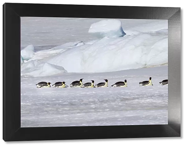 Antarctica, Snow Hill. Emperor penguins return to the rookery scooting over the ice