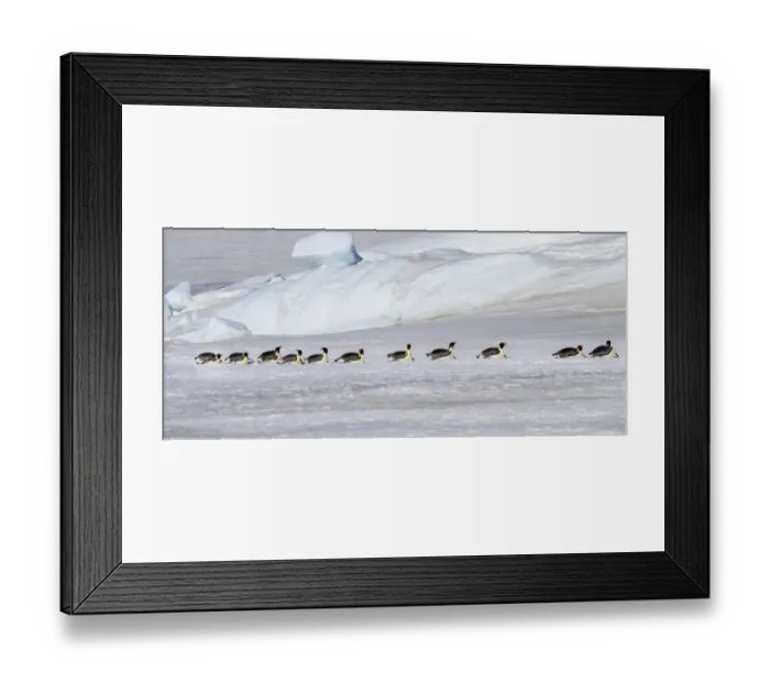 Framed Print : Antarctica, Snow Hill. Emperor penguins return to the rookery scooting over the ice Framed Print : Antarctica, Snow Hill. Emperor penguins return to the rookery scooting over the ice