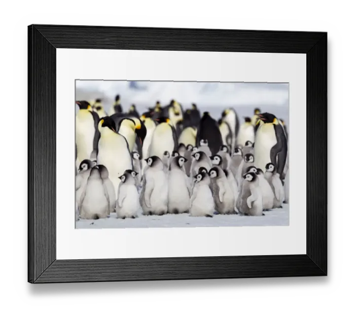 Framed Print : Antarctica, Snow Hill. A large number of chicks huddle together at the edge of Framed Print : Antarctica, Snow Hill. A large number of chicks huddle together at the edge of